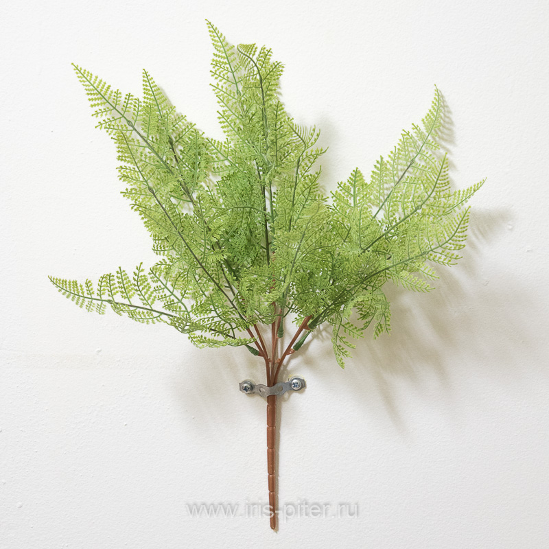 Папоротник деннштедтия горшечный 