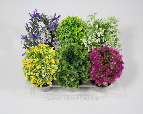 Бонсай микс 6шт