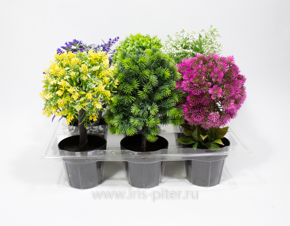 Бонсай микс 6шт