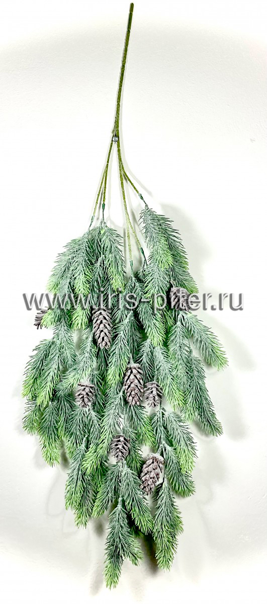 Ветка ели заснеженная с шишками