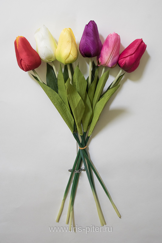 Тюльпан одиночный