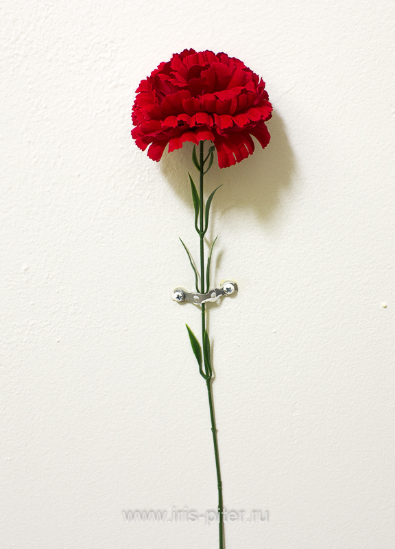 Гвоздика барх одиноч