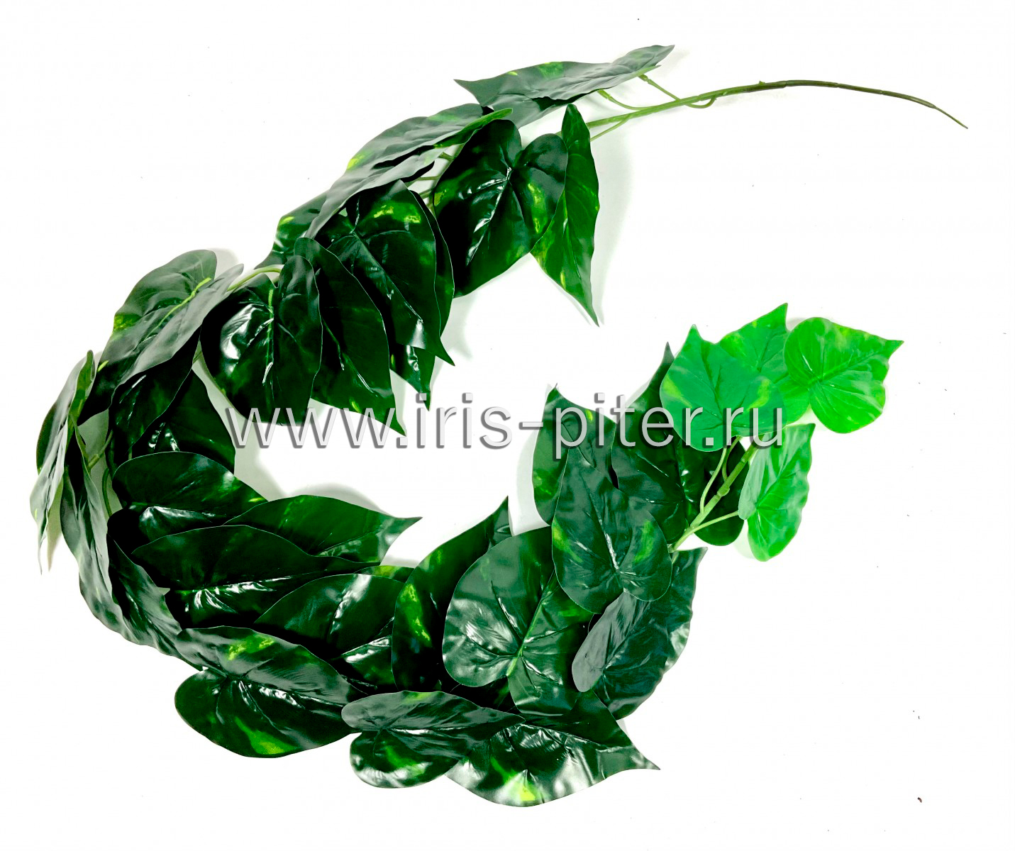 Лиана спатифиллюм 