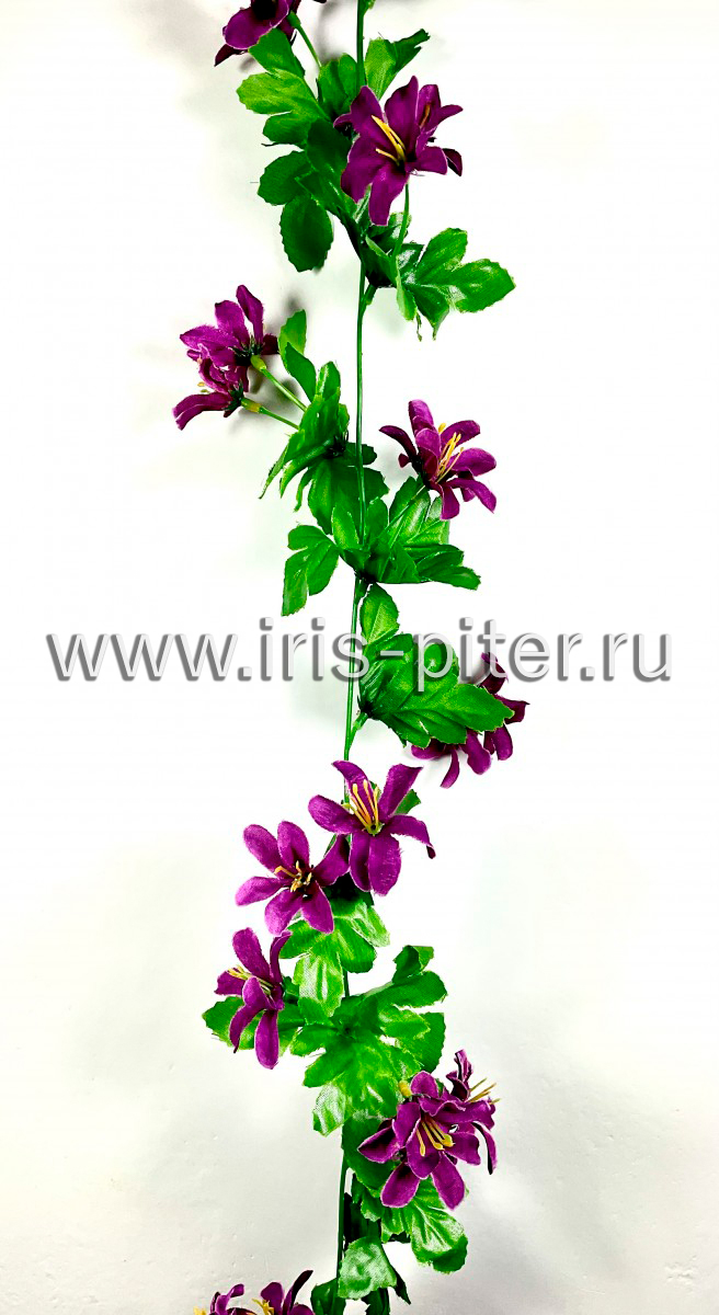 Лиана лилия сиреневая