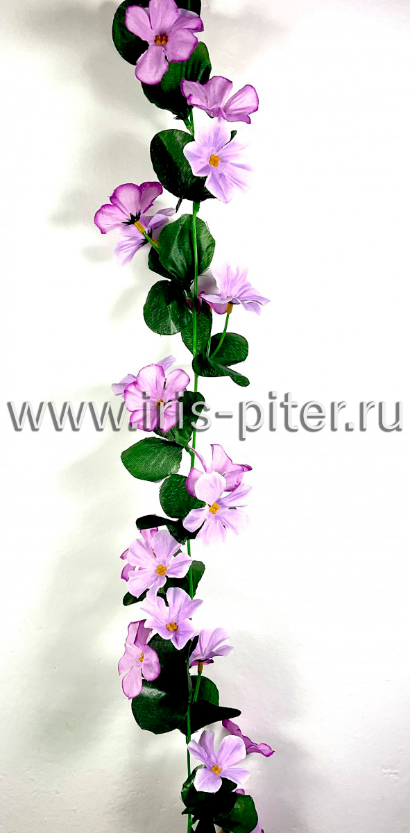 Лиана фиалка светло-сиреневая