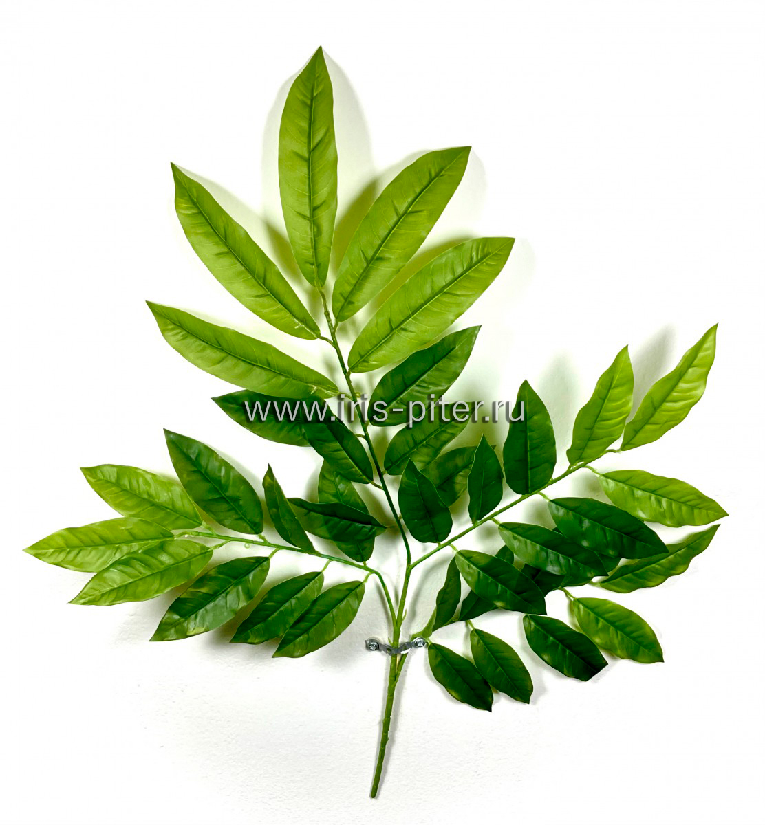 Ветка манго