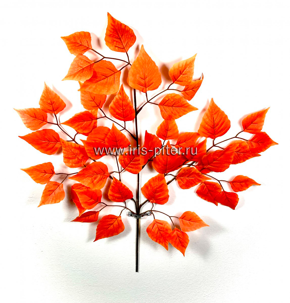 Ветка береза оранжевая