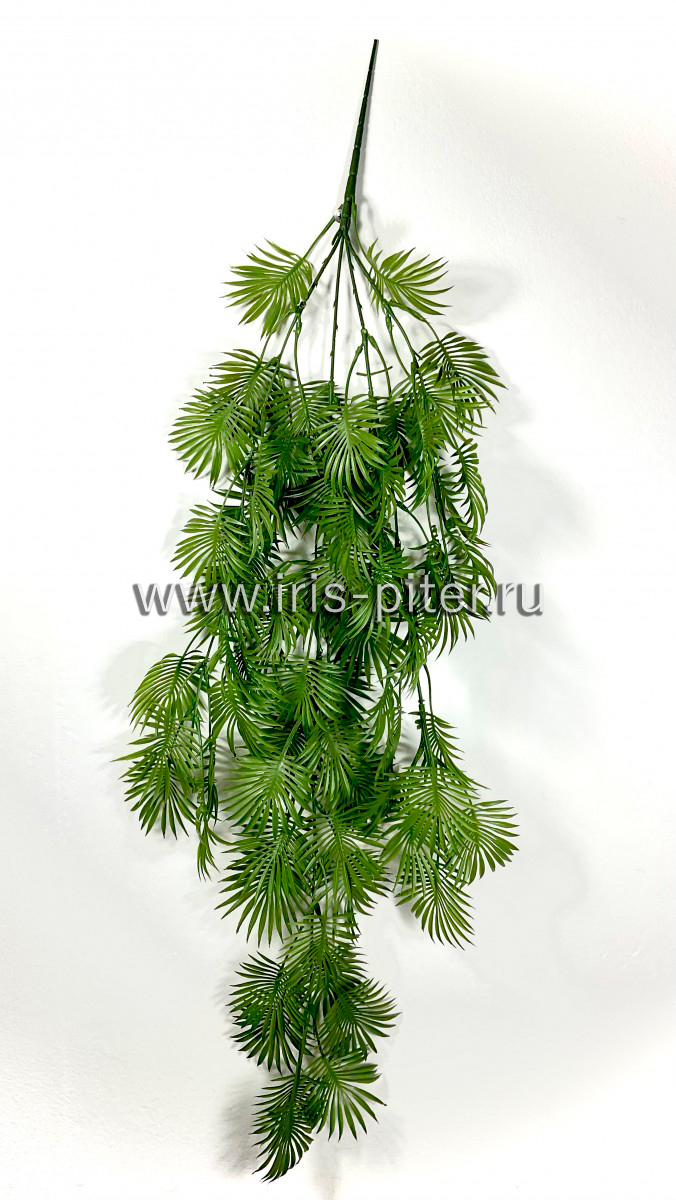 Рапис зеленый