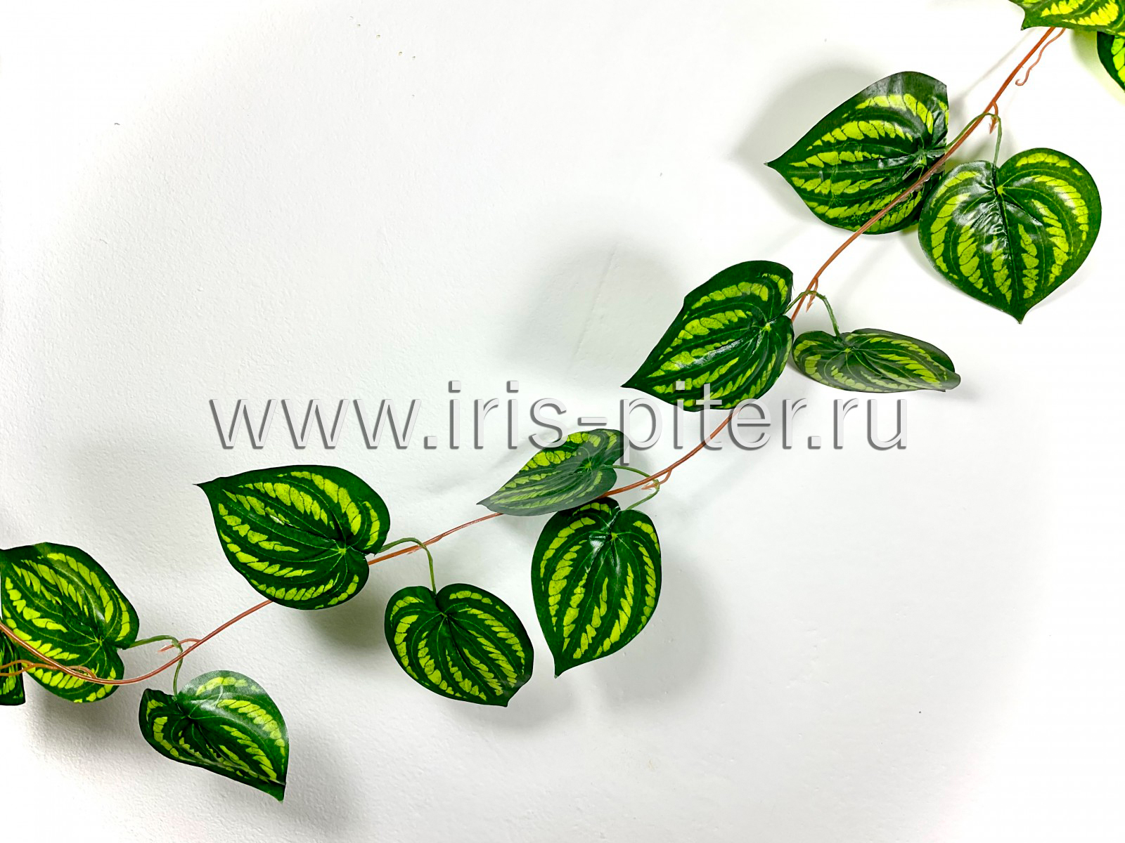 Лиана 5веток пеперомия