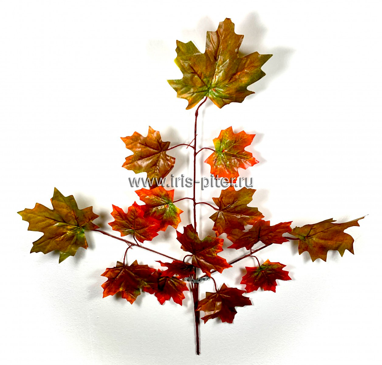Ветка клен осенний