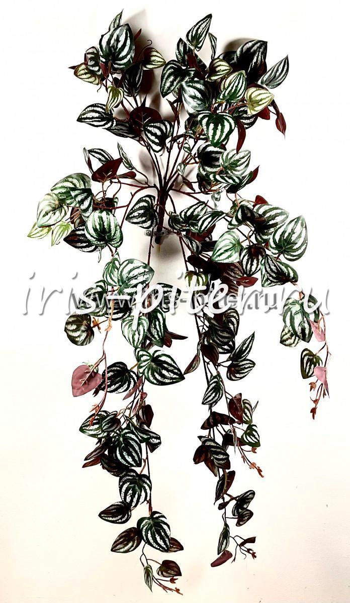 Ветка пеперомия бордо 