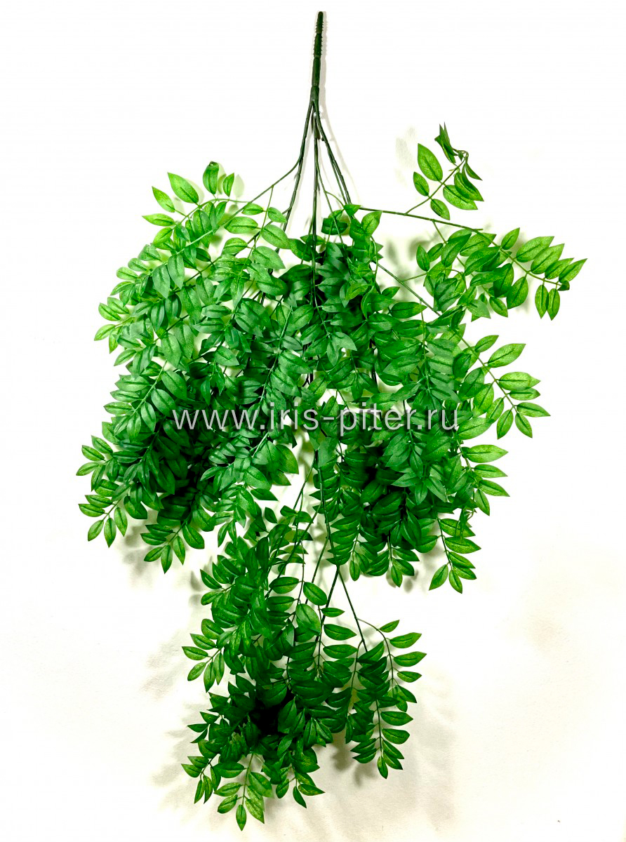 Ветка робиния