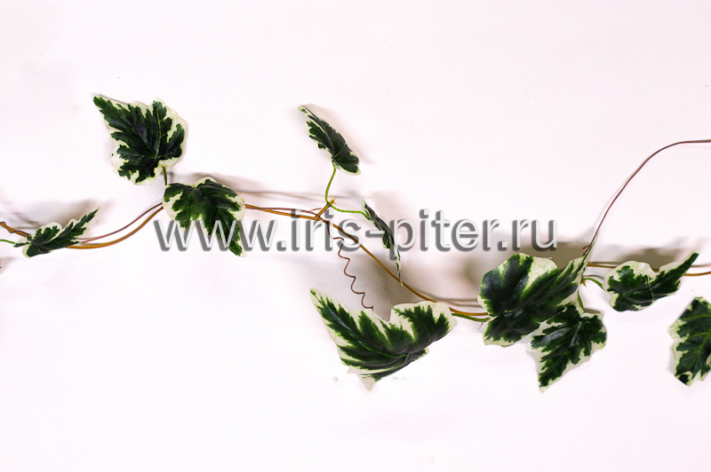 Лиана 5 веток хедера