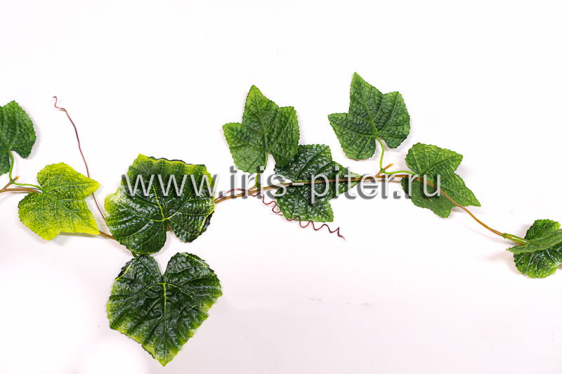 Лиана 5 веток виноград