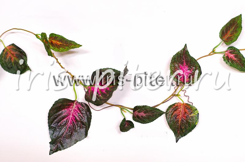 Лиана 5 веток колеус