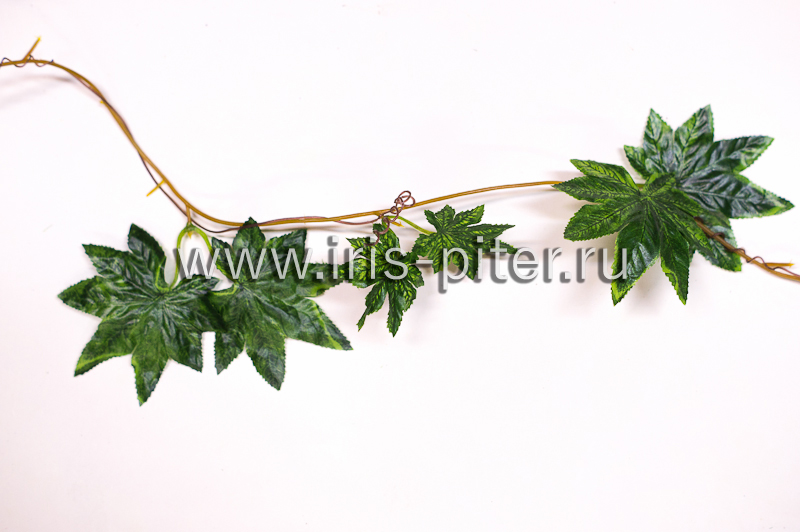 Лиана 5 веток фатсия