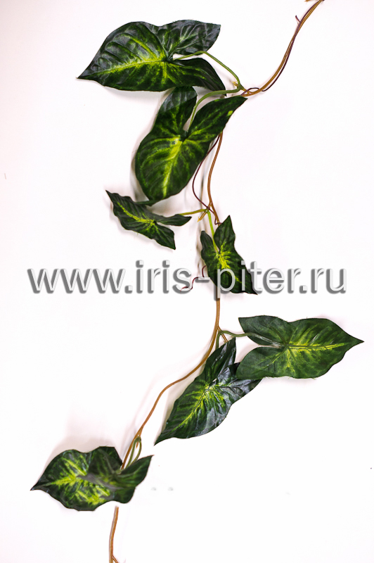 Лиана 5 веток