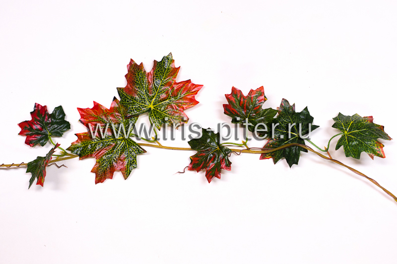 Лиана 5 веток клен зелено-красный