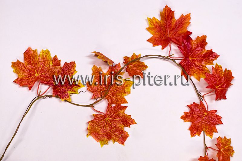 Лиана 5 веток клен красный