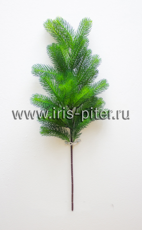 Ветка пихта зеленая