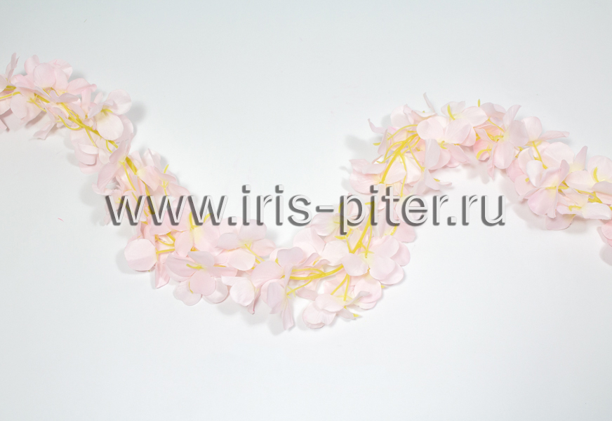 Лиана фиалка светло-розовая