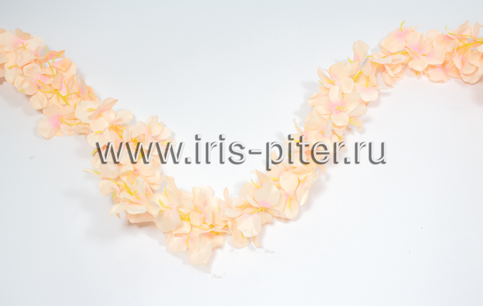 Лиана фиалка розово-чайная