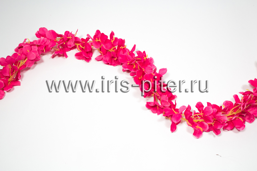 Лиана фиалка малиновая