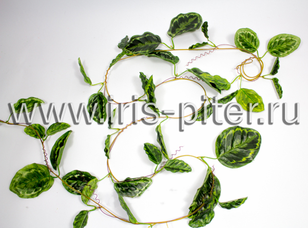 Лиана 5 веток калатея 