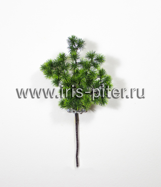 Ветка кедр бонсай