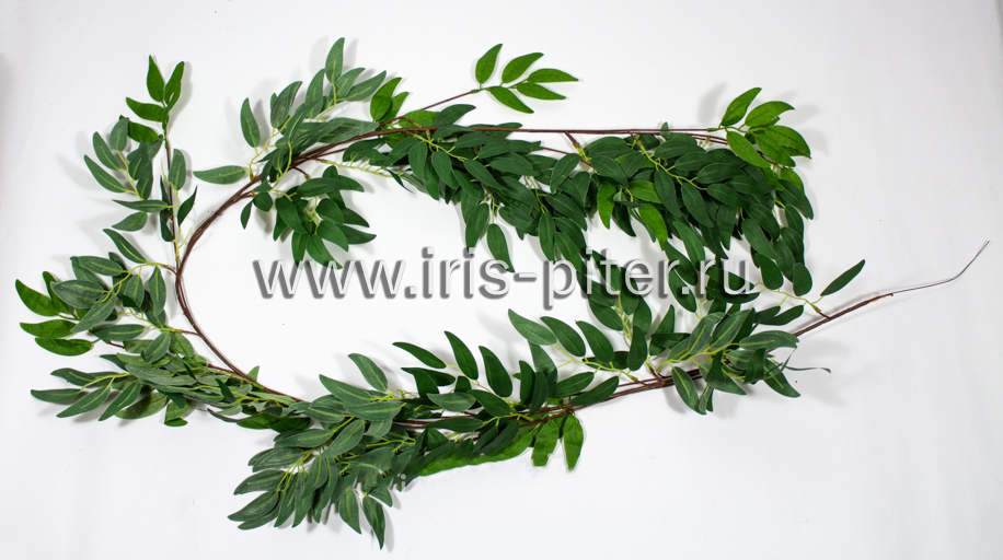 Лиана рускус