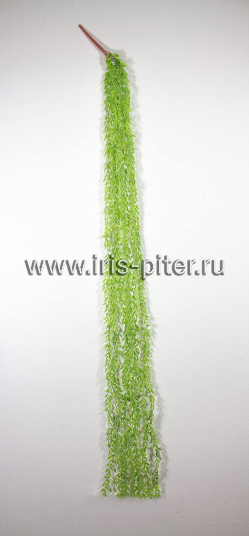 Ветка иглица