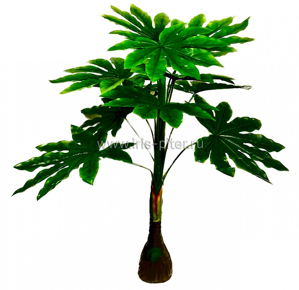 Аралия сборная