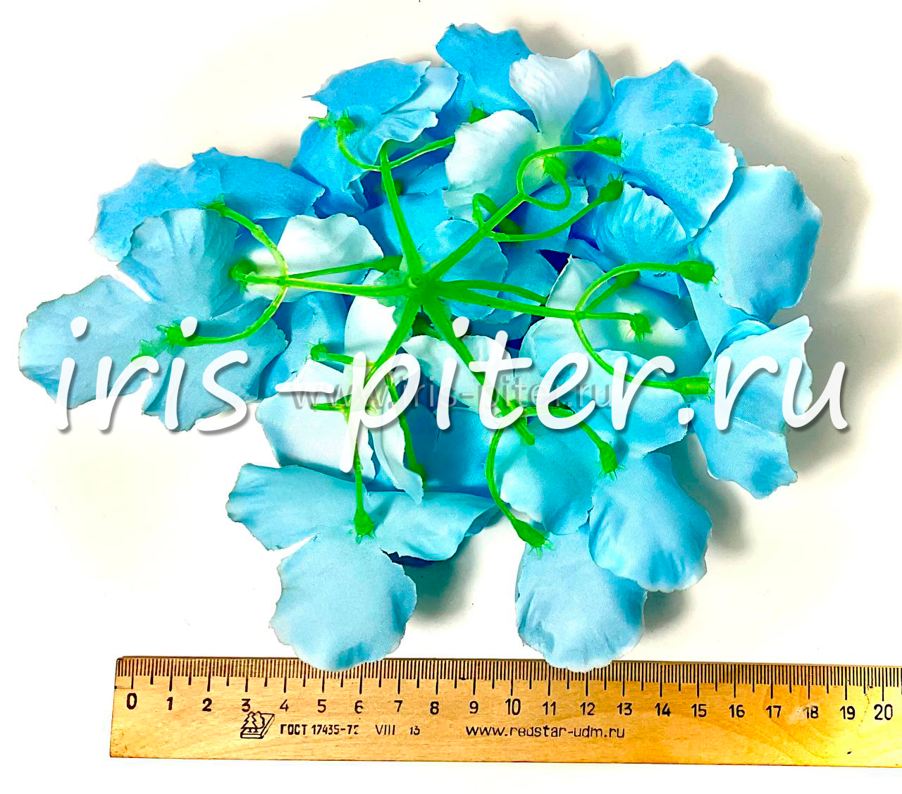 Голова гортензии