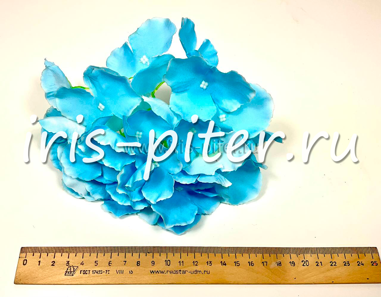 Голова гортензии