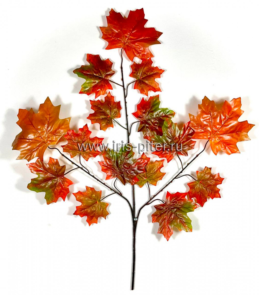 Ветка клен осенний