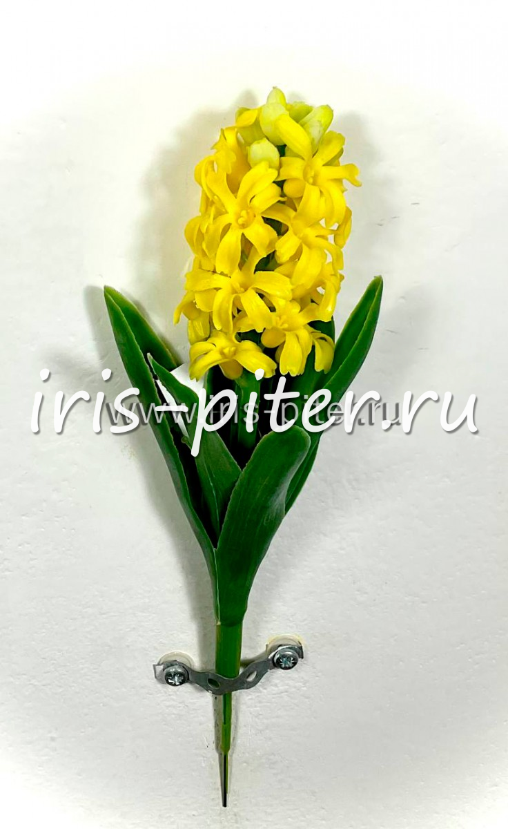 Гиацинт латекс