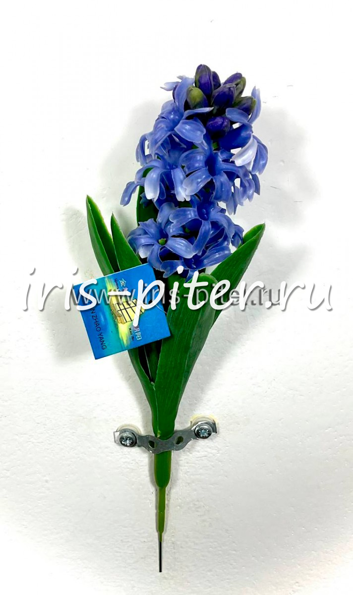 Гиацинт латекс