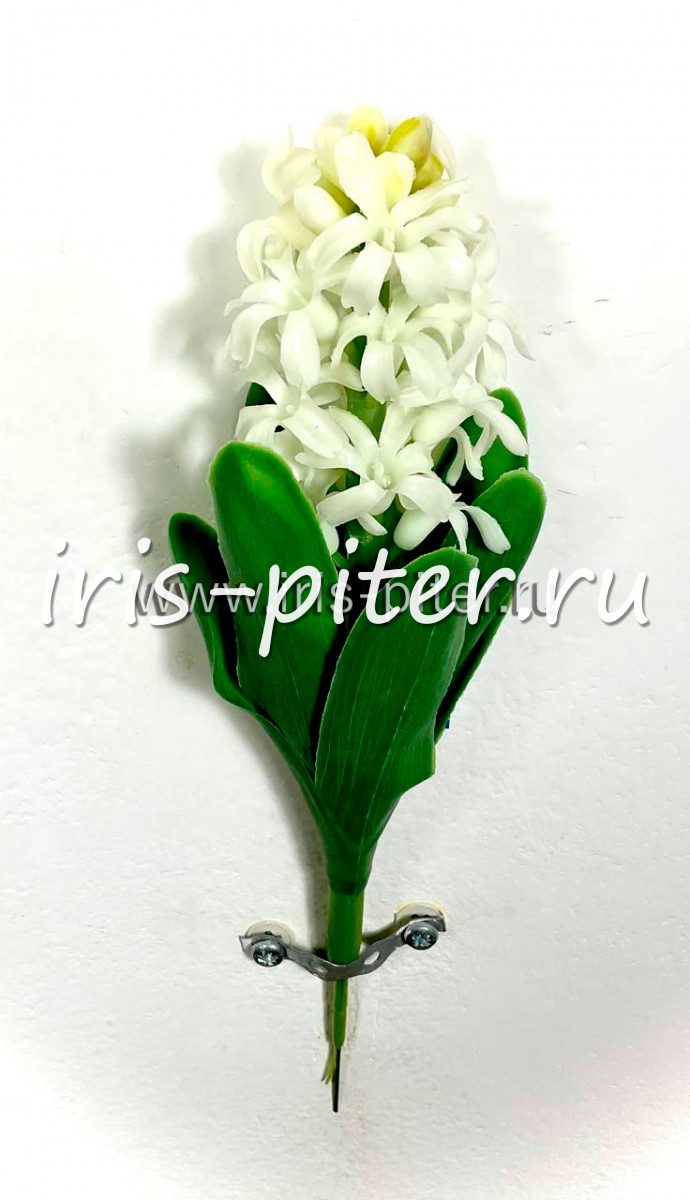 Гиацинт латекс