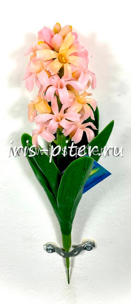 Гиацинт латекс