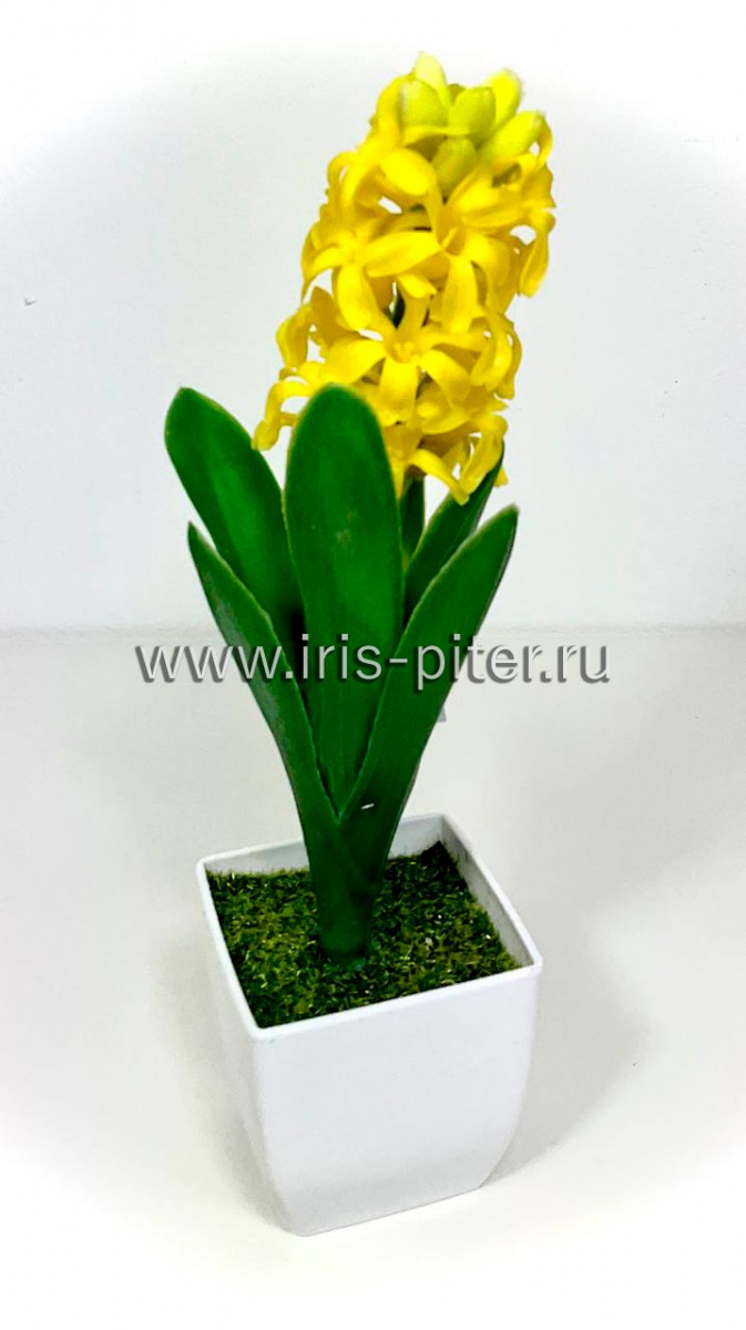 Гиацинт желтый в горшке