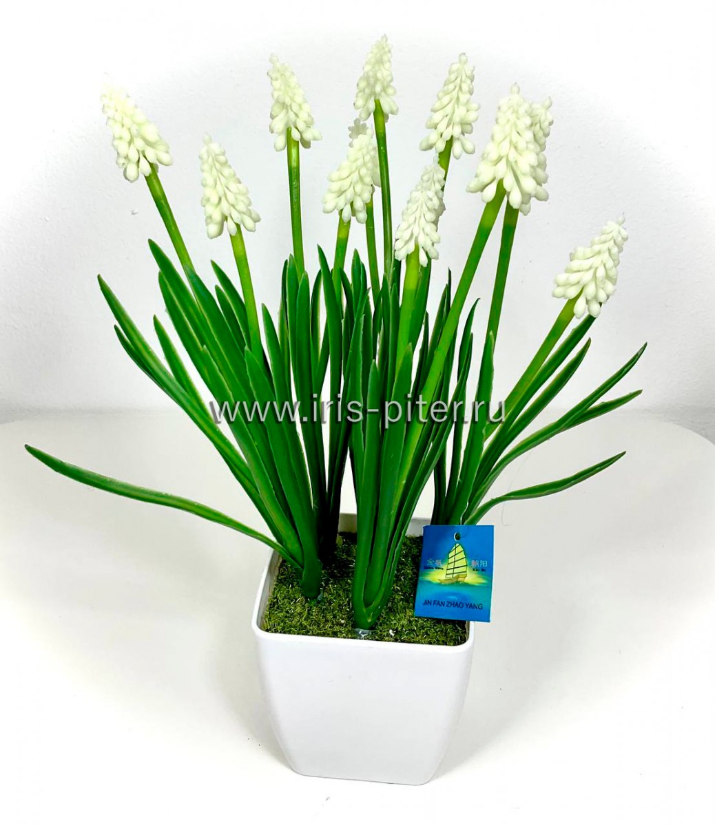 Мускари белые в горшке