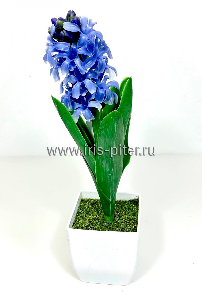 Гиацинт голубой в горшке