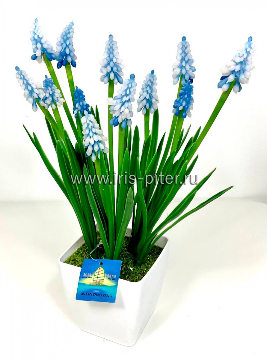 Мускари голубые в горшке