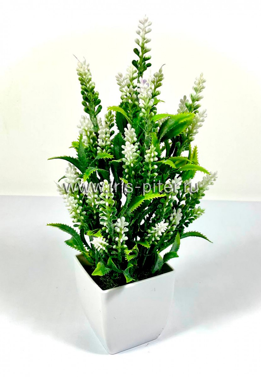 Вереск белый в горшке