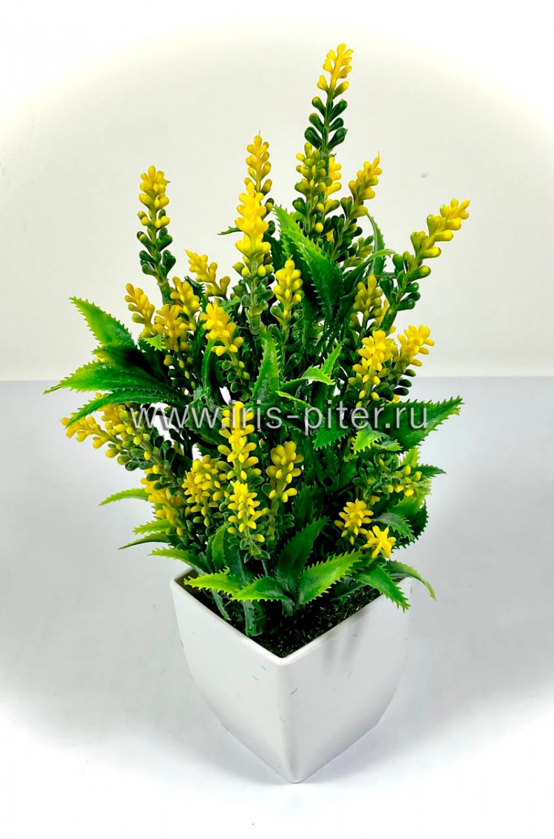 Вереск желтый в горшке