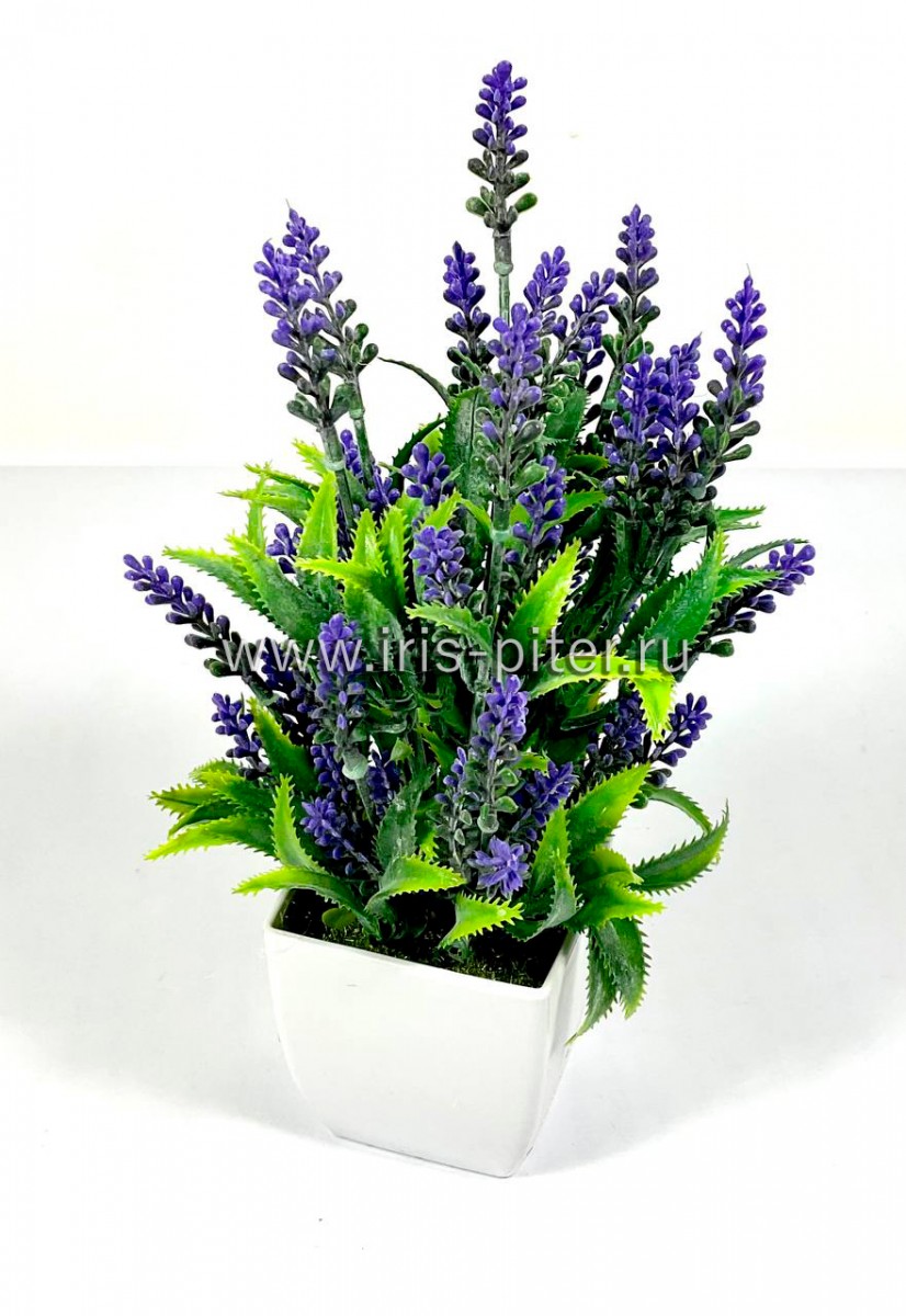 Вереск фиолетовый в горшке