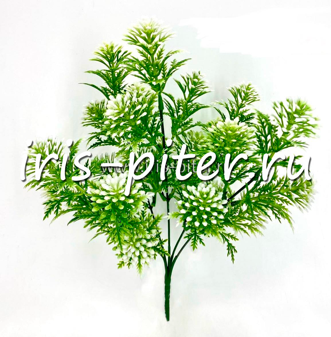 Амбулия 5вет 