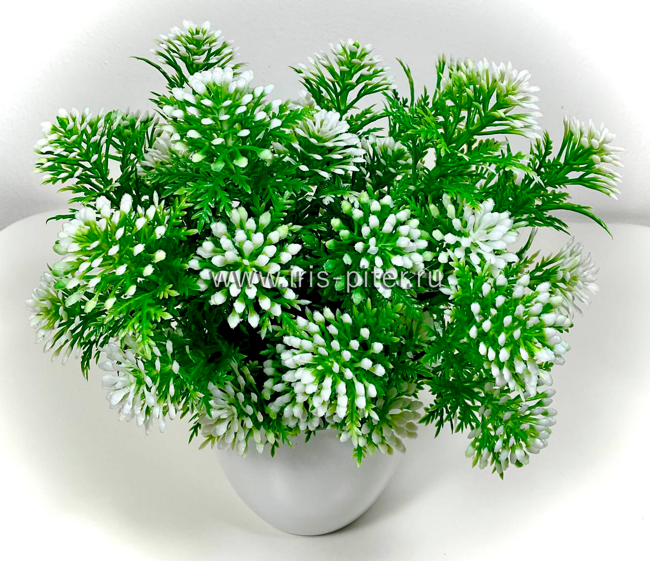 Амбулия в горшке