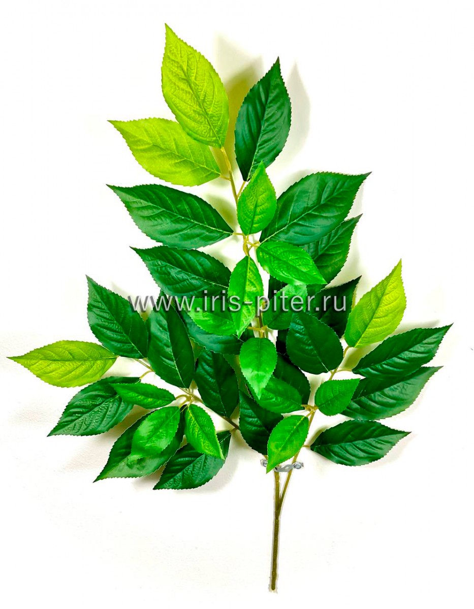 Ветка камелия