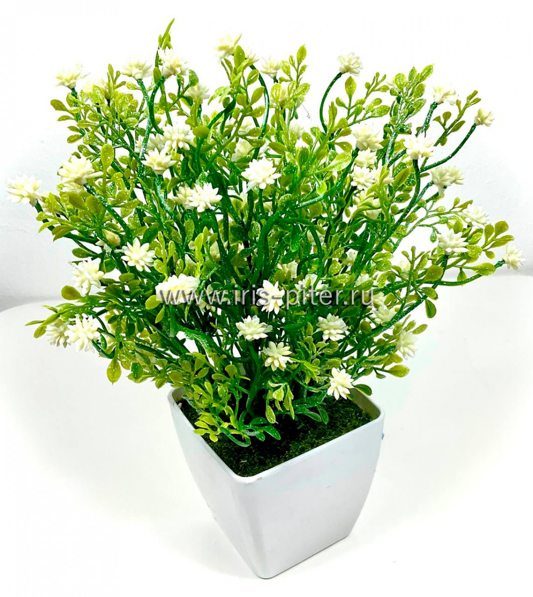 Мелкоцвет белый в горшке